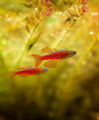 Red Neon Rainbow Fish