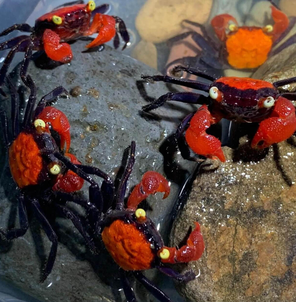 Red Devil Vampire Crab